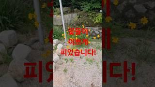 미스터홈즈부동산 경기북부센터에 꽃들이 이쁘게 피었어요~ 상추도 방토도 오이도 깻잎도 캠프데이즈 맛있는식사 하러오세요~!