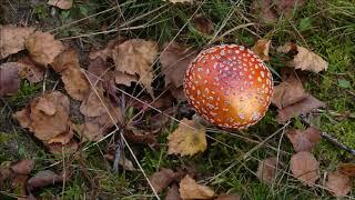 Herfst in Dongen