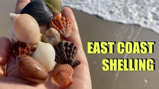 Different coasts have different shells. I drove across Florida (again) for seashells!