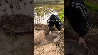 Fish trapping!! the process of catching fish, fishing life #fishing #shorts #fishinglife #fish