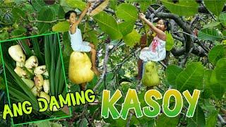 PART 1/2: KUMUHA NG KASOY SA KAGUBATAN | MASARAP AT ANG DAMING BUNGA | Buhay Probinsya 