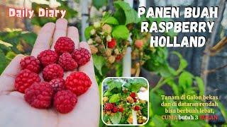 Panen Buah Raspberry Holland | Daily Kebuncilik