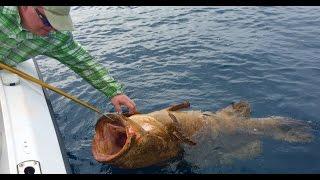 Massive Goliath Grouper Landed During Fishing Charter In Boynton Beach, FL