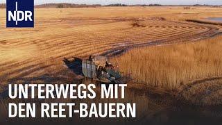 Reet: Ernten, wo andere nicht hinkommen | Die Nordreportage | NDR Doku