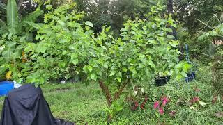 Pruning Mulberry trees 1 month Update part 1...Aug. 23rd 2021 central Florida zone 9B