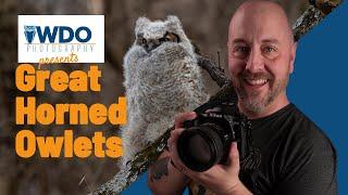 Great Horned Owlets in Pittsburgh's Schenley Park