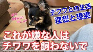 かわいい犬｜ロングコートチワワのウルくん【チワワとの生活理想と現実】