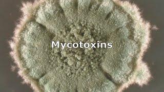 Mycotoxins and Mold by IndoorDoctor