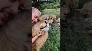 The King wants to eat! #lion #wildlife #deanschneider