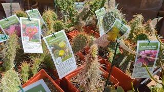 One of my most favorite nurseries. Art's Nursery the best selection of #cactus #plants in the region