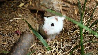 1 YEAR Hamster in wild natural only soil TERRARIUM cage