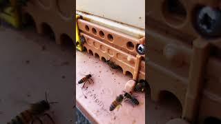 BEES “Staying Alive” | POLLEN Haul December 26!!!!