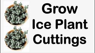 How To Propagate Ice Plant (Corpuscularia Lehmannii)