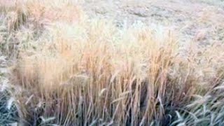 With more unseasonal rains predicted, farmers worried in Madhya Pradesh