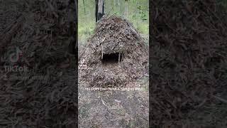 this shelter will keep you warm if you do it rite (No Sleeping Bag) #bushcraft #primitivetechnology