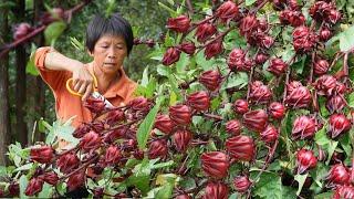 The ruby of the plant kingdom  the fabulous and beautiful name  the red and sweet Luoshen flower an