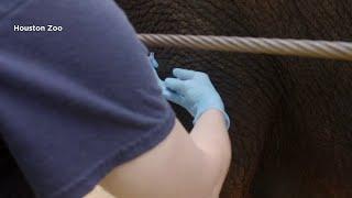 Rediscover the Houston Zoo: A behind the scenes look at the vaccine for elephant herpesvirus