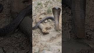 Mongoose couldn't survive infront of Black Cobra Snake