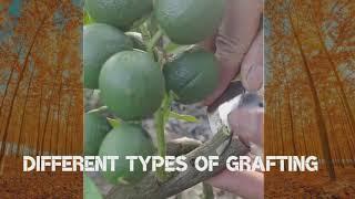 Different Types of Grafting