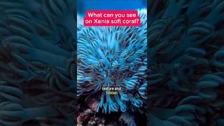 What can you see on a Xenia soft coral? #xenia #softcoral  #Xiaomi14TPro #seafrogphonehousing