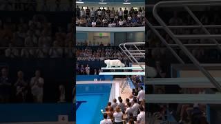 Olympic cat diving competition #funny #batcat #memes #cat #comedy #cats #pets #cute #dog #olympic