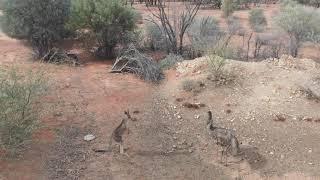 [Australia By drone] Outback Kangaroo Emu - Queensland