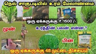 நெல் பயிர் அதிக தூர் பிடிக்க உரம் மேலாண்மை | ஒரு ஏக்கருக்கு ₹.1500/- போதும் | Paddy Fertilizer Tamil