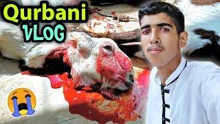 Bakra Eid Vlog 2022  Qurbani Vlog  Ibrahim Asim Vlogs