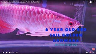 165 Gallon Red Tail Golden Arowana Tank & Catfish! #f238