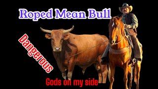 Roping Mean Desert Cattle ( Scary Moment with Bull )