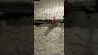 Белый самурай