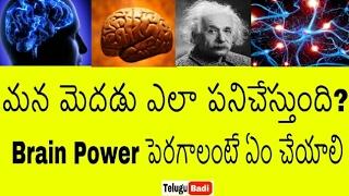 మన మెదడు ఎలా పనిచేస్తుందో తెలుసా | How the Human BRAIN Works in Telugu | Brain Power