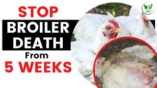 Why Broilers Die After 4 Weeks - How to Stop it on Your Chicken Farm