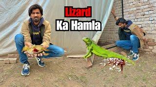 Big Lizard Duck Babies Kha Gayi 