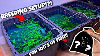 Breeding 100's of NEW Fish! (Mosquitofish)