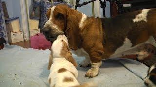 Grandpa Noble Basset Hound Meets the Puppies! Adorable!