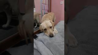 Labrador Troy ‍