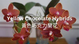 [EN SUB/中文字幕] Two 'Yellow Chocolate' hybrids are in Bloom Again | What are their Differences?