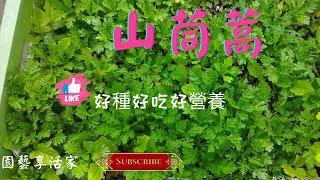 好種沒蟲害，在冷涼季節種植，從外葉收割，生生不息吃不完的蔬菜【山茼蒿】