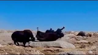 Tibetan wild yak fighting number 151.