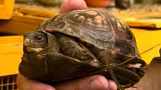 Meet Box Turtle MARS & gang with Volunteer Curtis! ️️