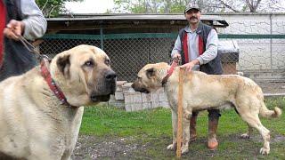 KASTAMONU'DA 1.METRELİK DEV ANADOLU ÇOBAN KÖPEĞİ BENİ KENDİNE HAYRAN BIRAKTI ! DEV KANGAL KÖPEKLERİ