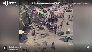 La Jolla Cove sea lions chase each other, charge tourists in viral video