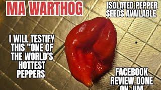 MA Warthog Review seeds available