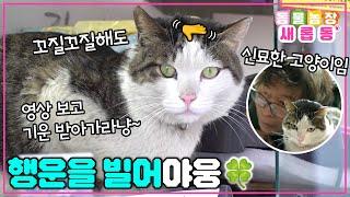 [#새롭동물농장] 올해도 야웅이와 함께 새해 복 많이 받으세요~! 복을 가져다주는 길~한 고양이 김야웅 / EP.1204 #TV동물농장 #AnimalFarm #SBSstory