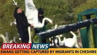 BREAKING NEWS: MIGRANTS ALLEGEDLY ATTEMPT TO STEAL SWAN IN CHESHIRE