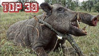 30 Shots in 3 Minutes | Wild Boar Hunting Ep 8