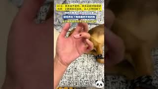 同樣的教育方法同樣的關愛，卻培養出了兩條截然不同的“狗”（養寵紀實，僅供娛樂，無不良引導）DC注：很多說不是狗，很多說是郊狼或豺，後續：又跑回來在擾民，主人又帶回家了~#shorts #china