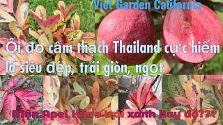 Vlog#103: Cùng Viet Garden chiêm ngưỡng dòng ổi đỏ cẩm thạch tuyệt đẹp từ lá đến quả của Thailand️