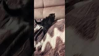 она нормальна #roblox #cat
